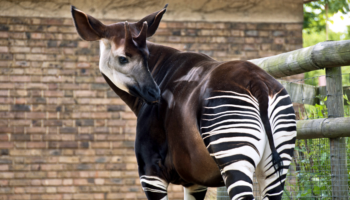 okapi from "Right Click." iykyk